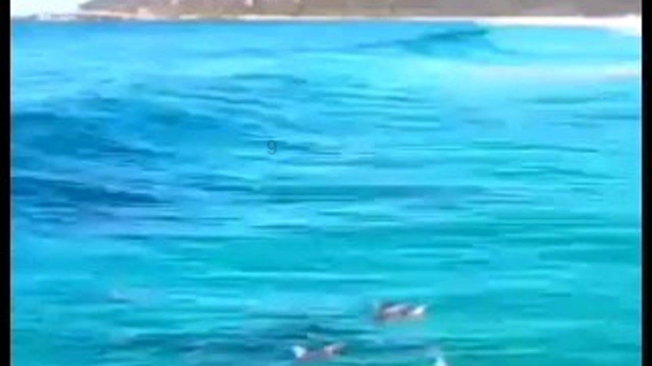 救援怒吼的狮子